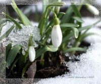 В Севастопольских лесах среди зимы распустились подснежники 