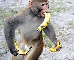 Ученые под угрозой банана заставили обезьяну научиться считать  