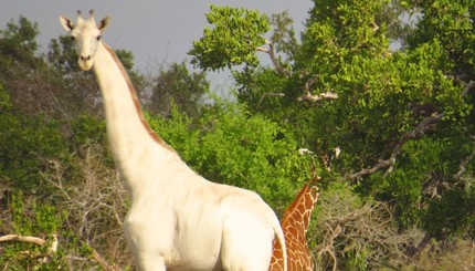 В Кении нашли жирафа-мутанта с белой шкурой