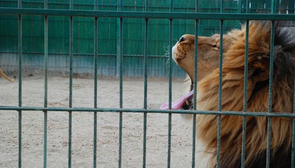 Жизнь животных бердянского зоопарка: фоторепортаж