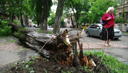 В Одессе деревья валились на людей, авто и остановки