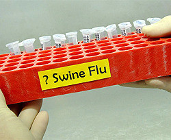В Украине появится вакцина против свиного гриппа 