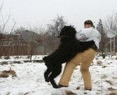 В Ялте собака искусала двухлетнего ребенка 