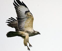 Хищные птицы атакуют столицу 