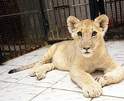 Харьковчане борются за жизнь льва Симбы из северодонецкого зоопарка 