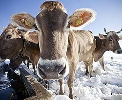 В Украине все меньше коров, зато свиней и птиц хоть отбавляй 
