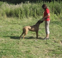 Керченских собак пронумеруют 