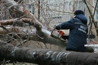 Алуштинцы решили заменить тополя на «более изящные растения» 