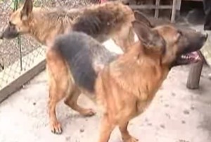 Кинолог довел своих собак до истощения 