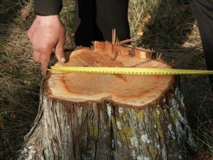 В Севастополе поймали неугомонного охотника за можжевельником 