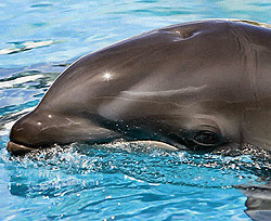 Отдыхающим на Хортице померещелись дельфины  