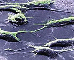 Японцы вырастили из стволовых клеток фрагмент кишечника 