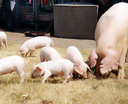 Полтавчане вывели новый мясной тип белой свиньи 