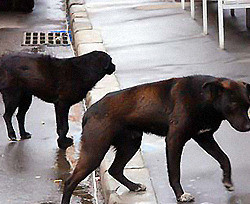 В Запорожье утром, возле областной больницы застрелили 50 собак  