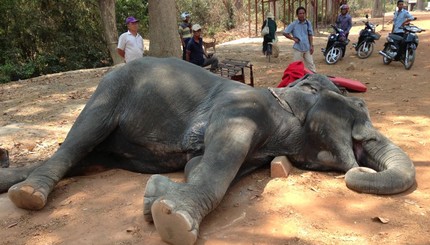 В Камбоджи слониха умерла от истощения, катая туристов