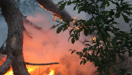 Пожар в Ялтинском заповеднике продолжается второй день