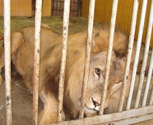 У Симбы «прорезался» аппетит и львиный характер 