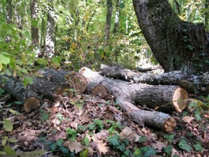 Девятнадцать дубов из-за браконьеров «дали дуба» 