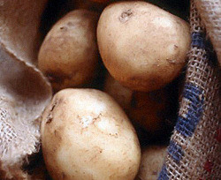 В Украине взлетели цены на картошку 