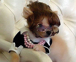 В Днепропетровске появится первая в Украине пятизвездочная гостиница для домашних любимчиков  