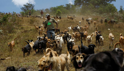 Собачий рай в Коста-Рике