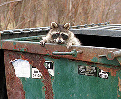 В Ялтинском зоопарке родились сразу четыре енотика 