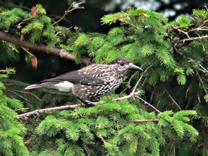 В Крыму поселилась таежная птица кедровка? 