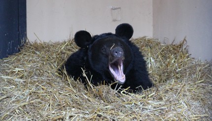 В Киевском зоопарке медведи соорудили берлоги и впали в полудрему