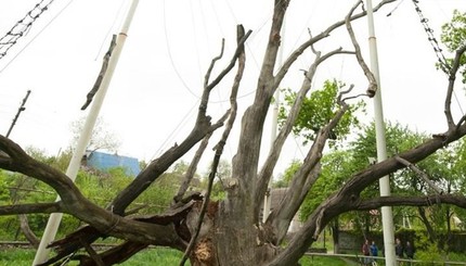 700-летний запорожский дуб переживает сложные времена