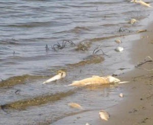Вокруг Киевского моря гниют тонны мертвой рыбы 