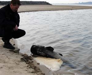 Неизвестные чистильщики Киевского моря тайно закапывают тонны мертвой рыбы 