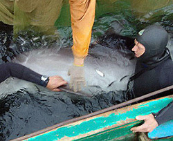 Браконьеры убивают черноморских дельфинов 