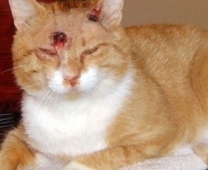 Кошка выжила, получив девять пулевых ранений в голову и туловище 