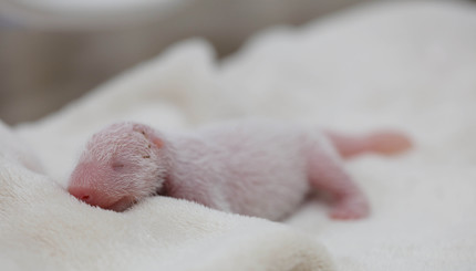 В Китае гигантская панда родила крошечного детеныша