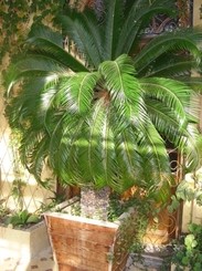 Из южнобережного дворца похитили редчайшее растение 