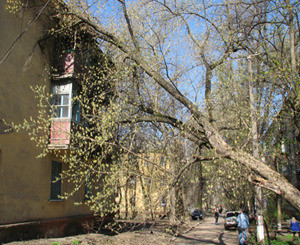 В Краматорске на жилой дом свалилось дерево 