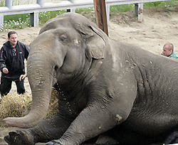 Слона из киевского зоопарка убили? [Обновлено]