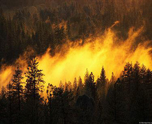 В Донбассе горят леса 