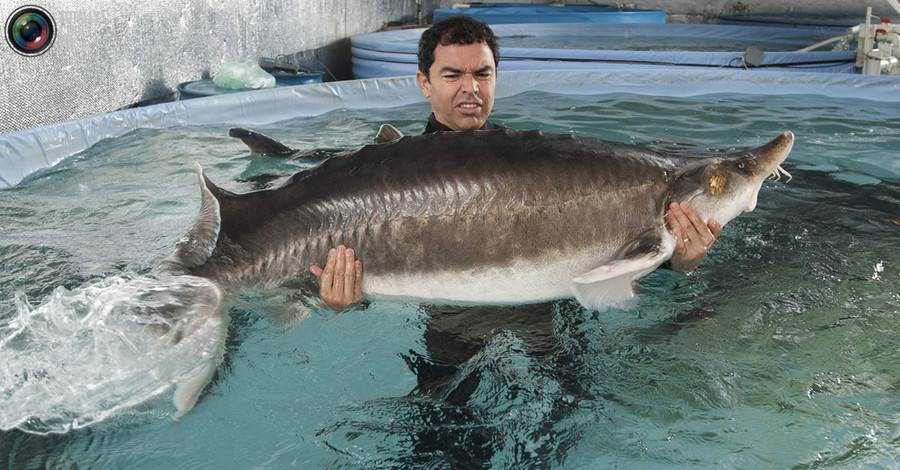 Производство черной икры