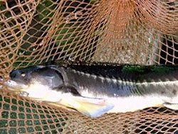 Правоохранители конфисковали у браконьеров полтонны рыбы 