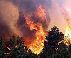 В Черниговской области из-за пожаров пострадало 35 гектаров леса 