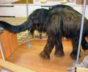 Роспотребнадзор запретил вывозить на выставку в Париж останки якутского мамонтенка 