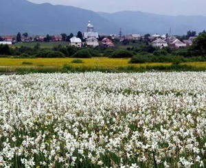На Закарпатье начался сезон Чуда природы: расцвело 200-гектарное поле нарциссов  