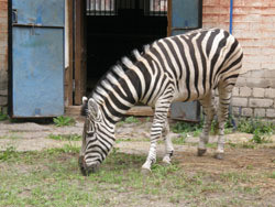 В зоопарк прибыла долгожданная зебра 