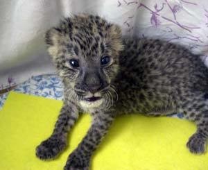 В ялтинском зоопарке родился леопарденок 