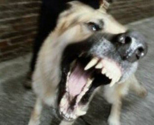 Чаще всего бешеные собаки нападают на жителей Дружковки 