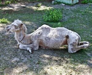 В запорожский зоопарк привезли покалеченного верблюда 