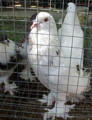 В Севастополь прилетели голуби со всей Украины 