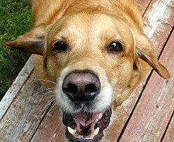 Днепропетровский голова всерьез взялся за бродячих собак  