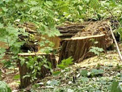 Экологи: «В Лесопарке срубили уже 600 деревьев» 